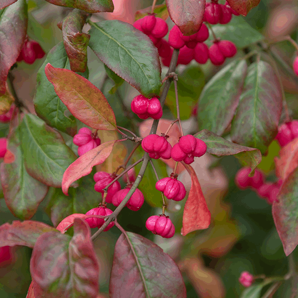 Vibrant clusters of pink fruits emerge from the Euonymus europaeus Red Cascade Spindle Tree, complemented by green and red-tinged leaves on its branches, creating a striking focal point in any winter-interest garden.
