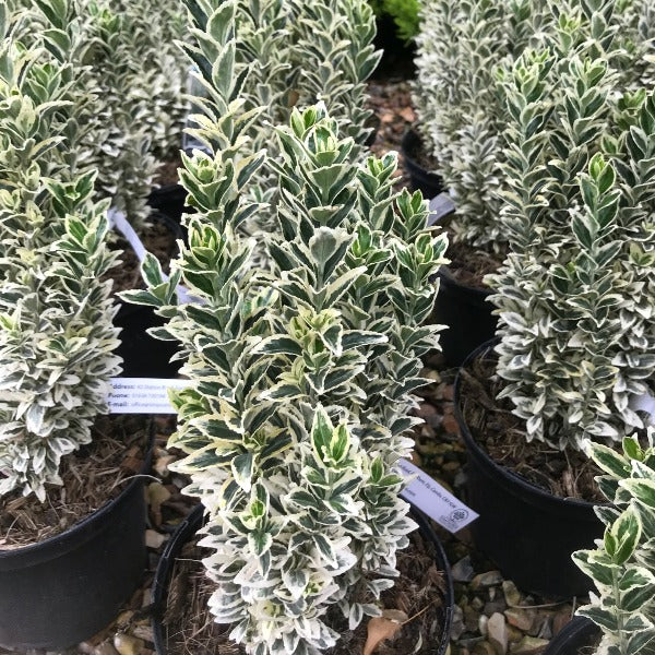 Euonymus japonica White Spire - Variegated Japanese Spindle – Mail ...