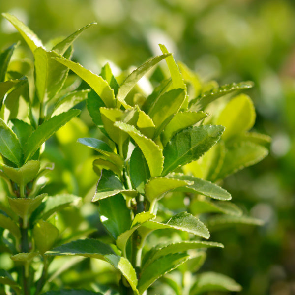 Euonymus Green Spire - Green Rocket Spindle | Mail Order Trees