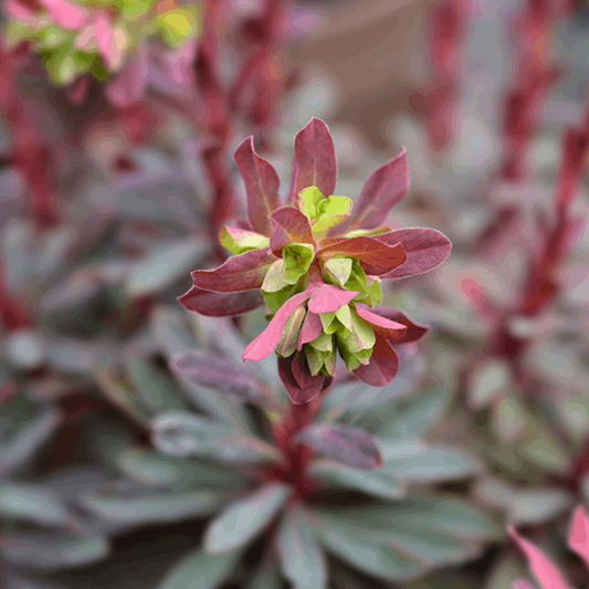 Euphorbia amygdaloides 'Purpurea'