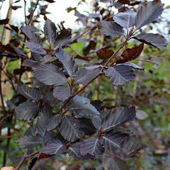 Fagus Riversii - Purple Beech Tree