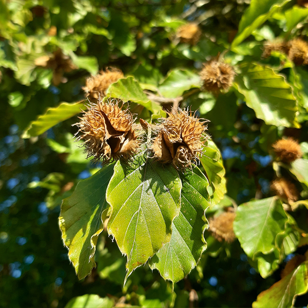 Fagus sylvatica - Common Beech Tree