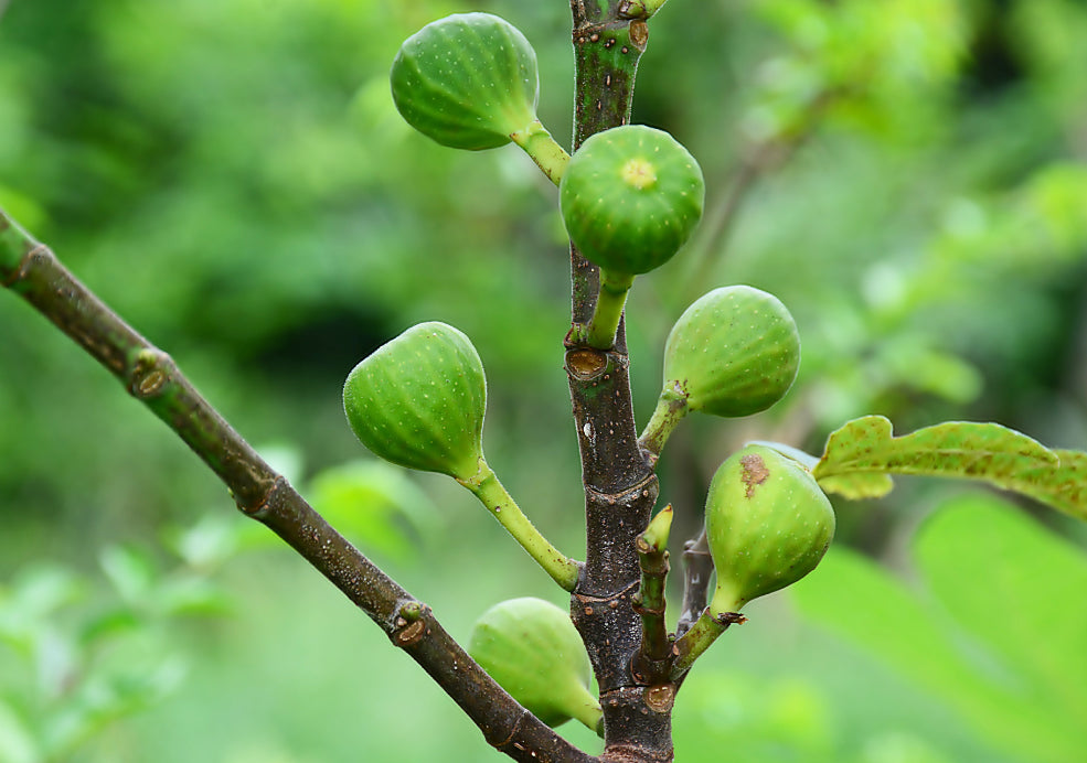Fig Trees: A Taste of the Mediterranean at Home.