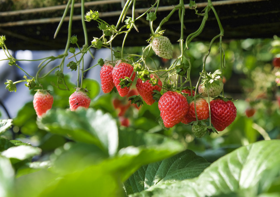 Low Maintenance with Generous Harvests.