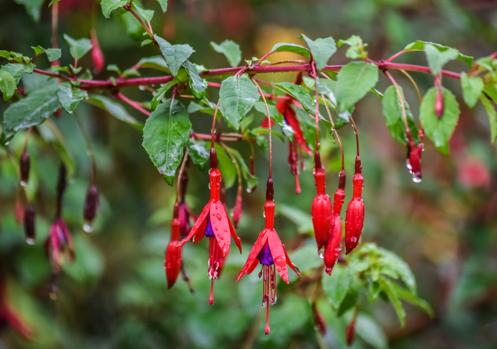 Attracting Wildlife and Adds Seasonal Interest.