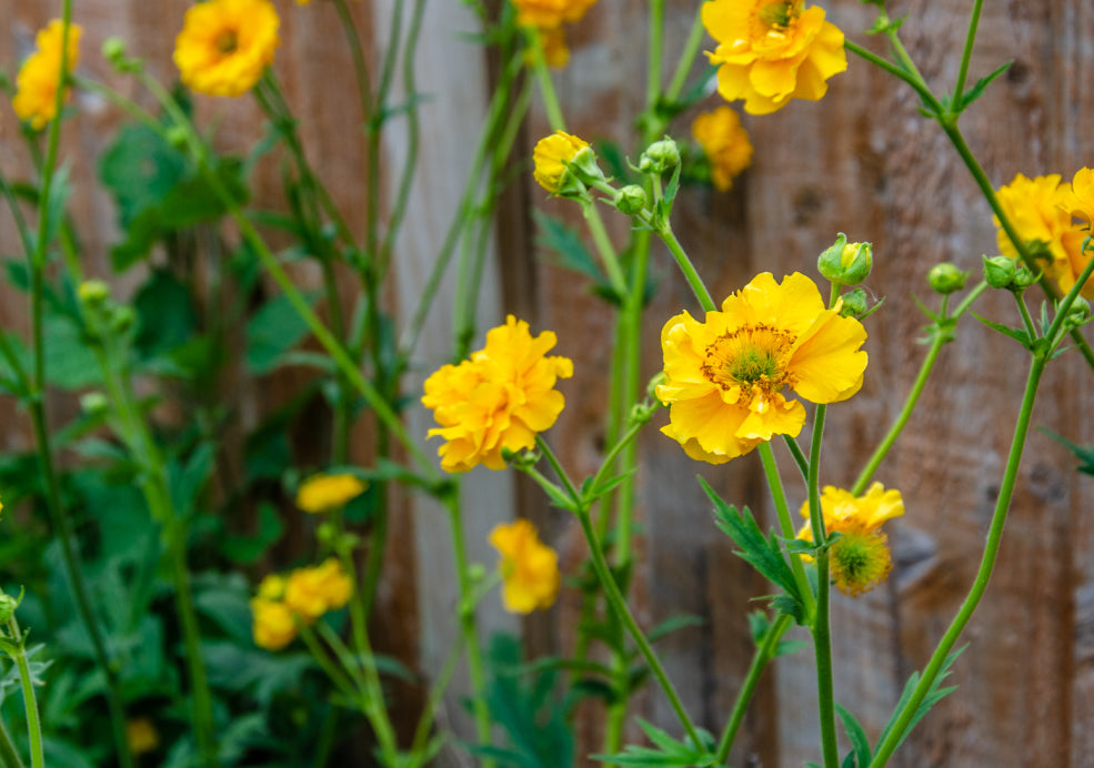 Geum: A Splash of Vibrant Colour and Cheerful Form.