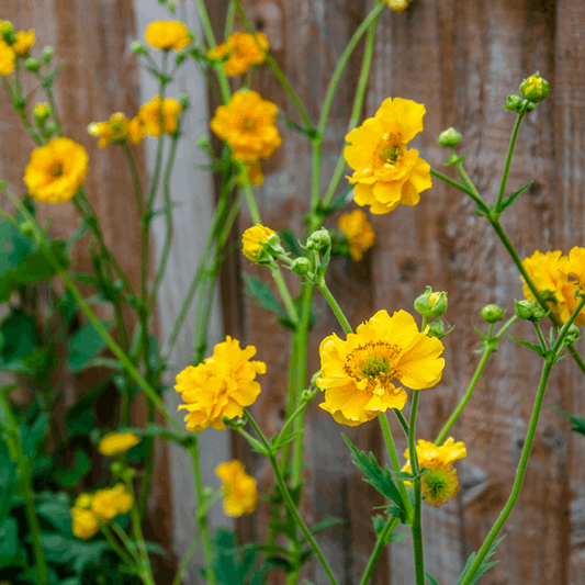 Geum 'Lady Stratheden'