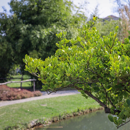 Griselinia littoralis