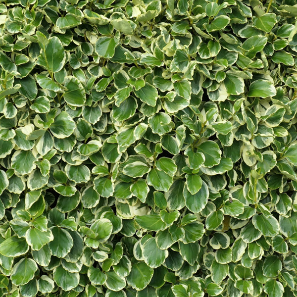 Griselinia littoralis 'Variegata'
