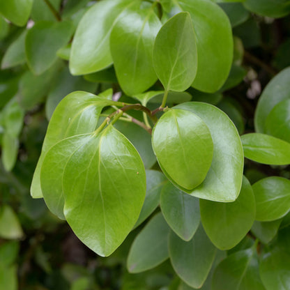 Griselinia littoralis