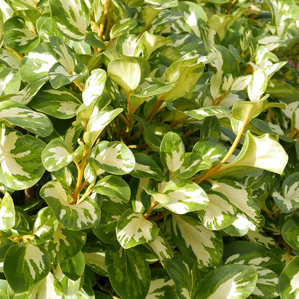 Griselinia littoralis 'Variegata'