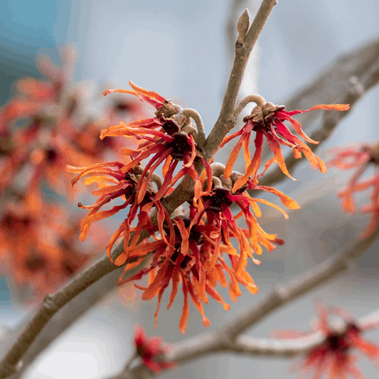 Hamamelis 'Orange Beauty' - Witch Hazel