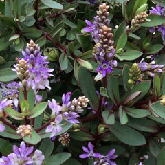 Hebe Caledonia