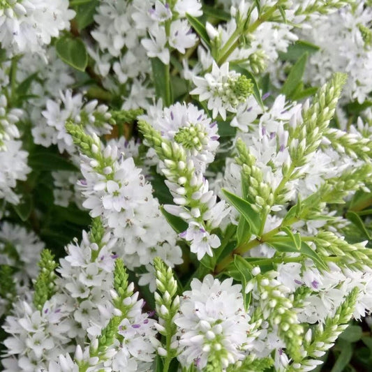 Hebe Garden Beauty White