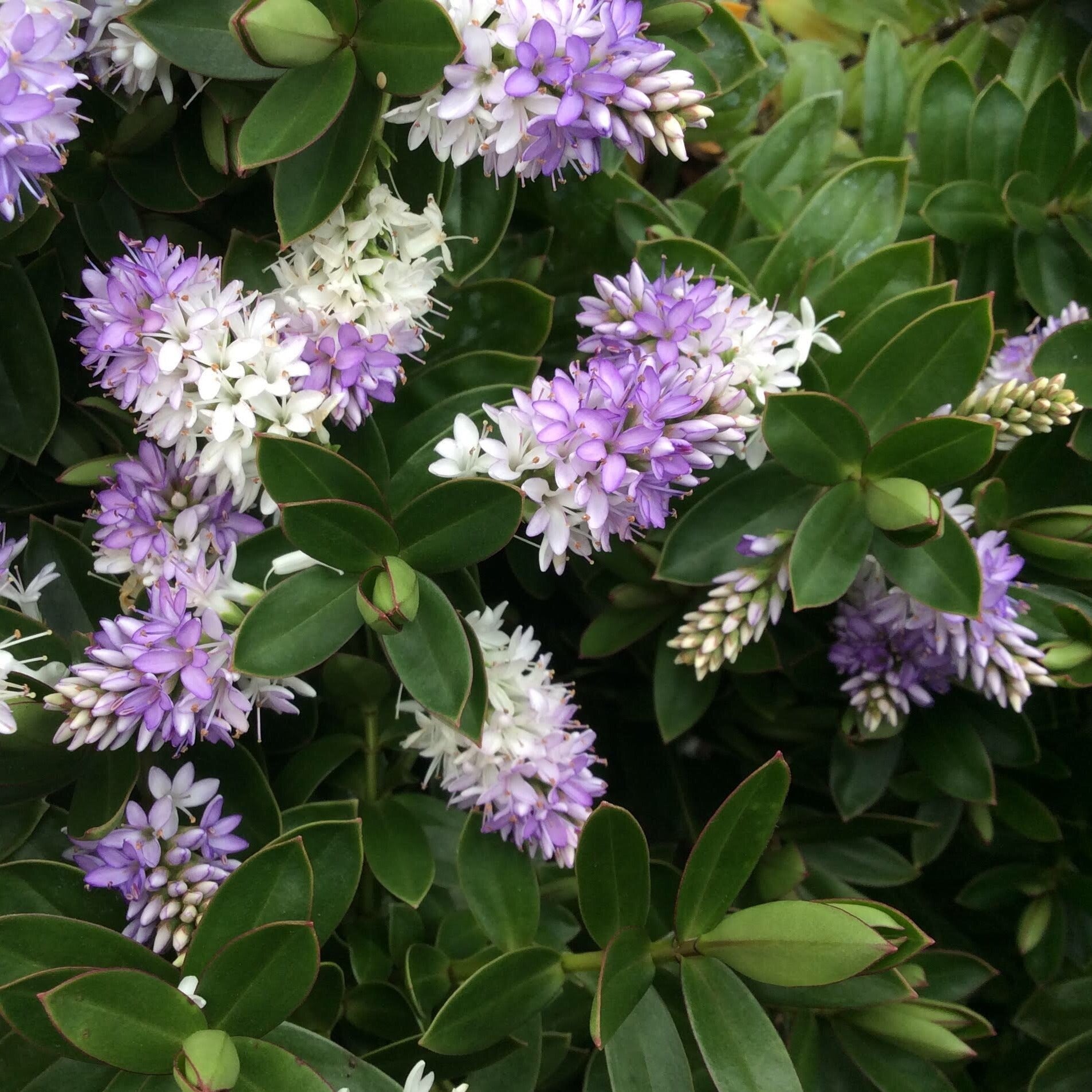The Hebe High Voltage showcases clusters of mauve and white flower spikes amidst glossy green leaves, making it a stunning, low-maintenance addition.