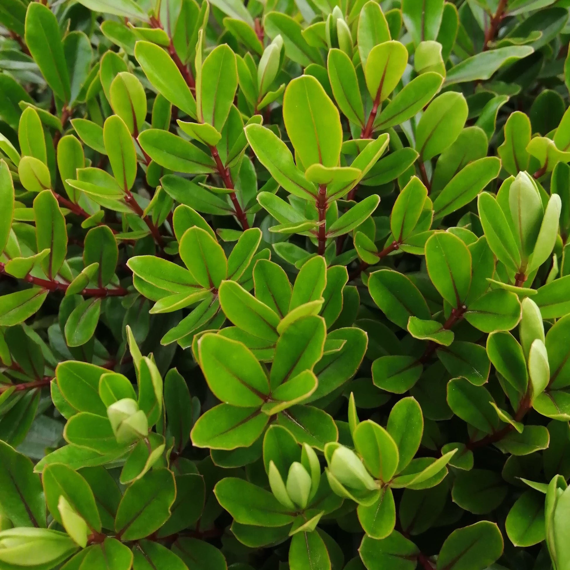 The Hebe Inspiration forms a dense cluster of vibrant green foliage with red stems, creating a lush, spreading bush that adds a stunning feature to any garden.