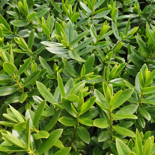 Hebe Oratio Beauty