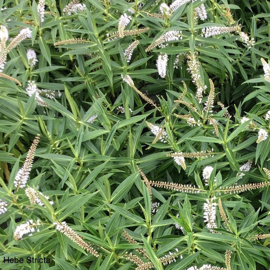Hebe Stricta