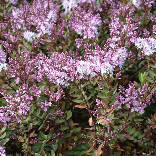 Hebe Pink Paradise