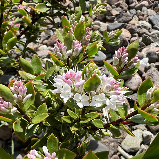 Hebe decumbens