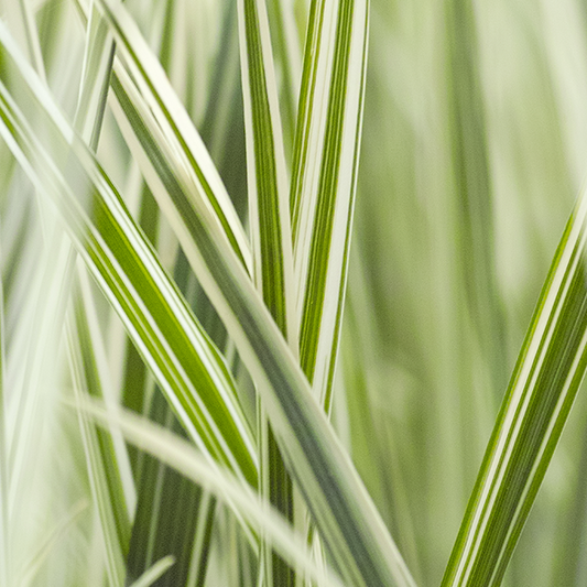 Holcus Albovariegatus - Variegated Creeping Soft Grass