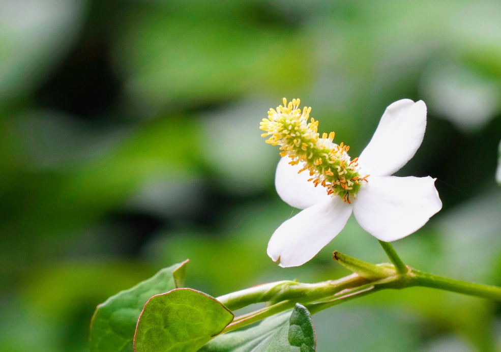 Hassle-Free and Habitat-Supporting.