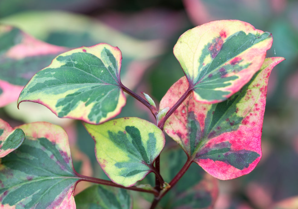 Hardy, Resilient, and Perfect for Damp Areas.