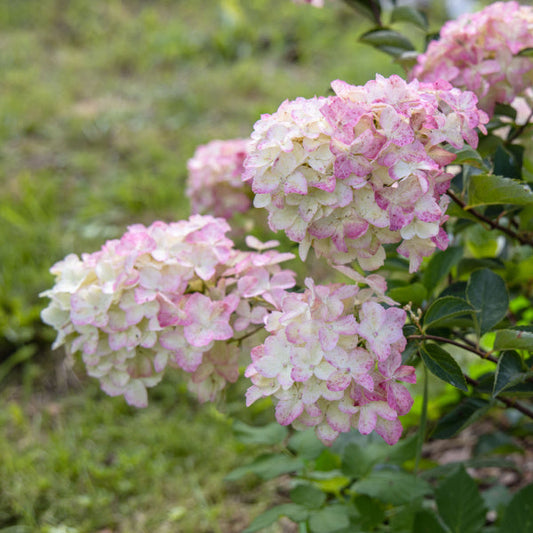 Hydrangea paniculata Fraise Melba - Hydrangea