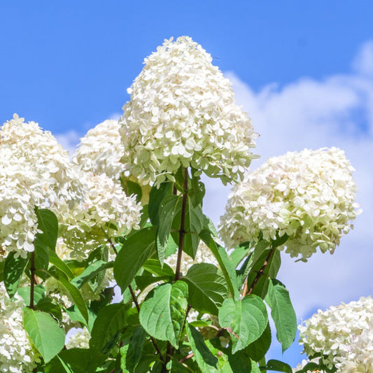 Hydrangea paniculata 'Polar Bear’ - Hydrangea