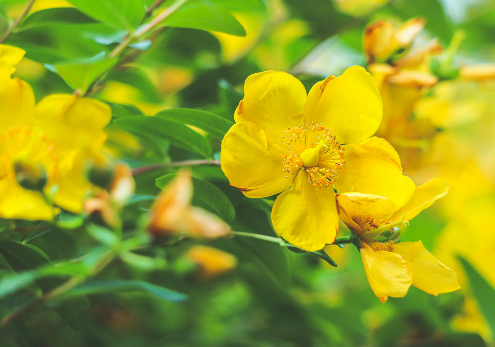 Hypericum: A Burst of Golden Sunshine.