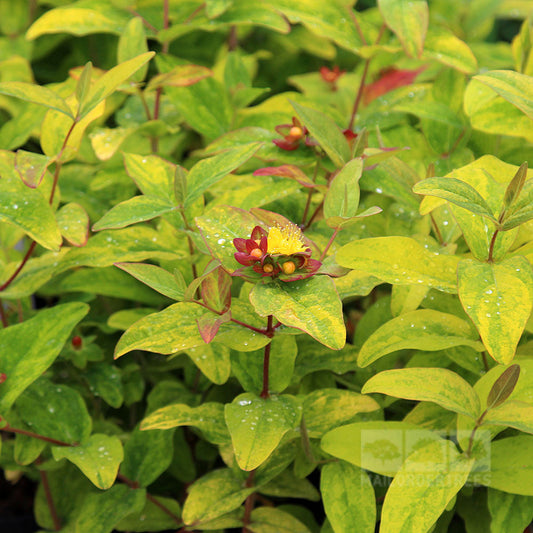 Hypericum Golden Beacon - St John’s Wort Wilhyp