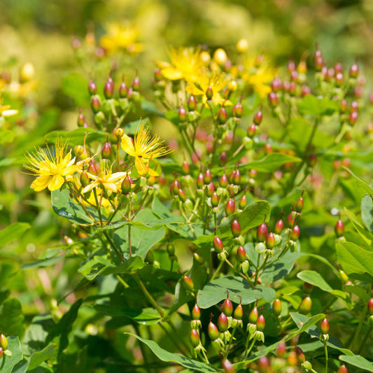 Hypericum androsaemum - St John’s Wort