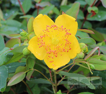 Hypericum x moserianum - Gold Flower