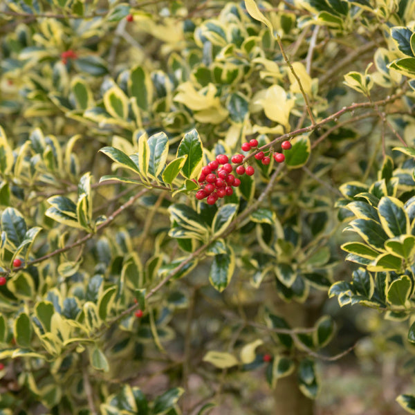 A branch featuring green and yellow variegated leaves belongs to the Ilex Golden van Tol - Female Holly, adorned with clusters of small red berries.