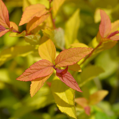 Spiraea japonica 'Goldflame'