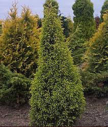 Amid a slightly overcast sky, the Juniperus communis Gold Cone - Juniper stands prominently among other trees, its triangular shape and dense golden foliage adding contrast to the surroundings.