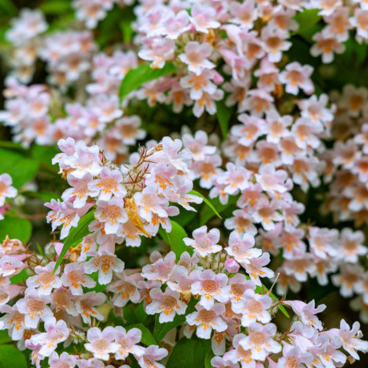 Kolkwitzia amabilis 'Pink Cloud'