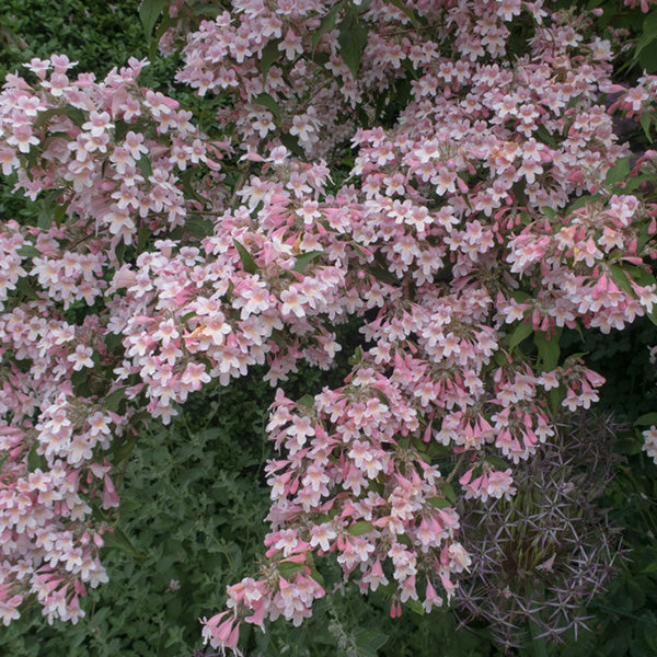 Kolkwitzia amabilis 'Pink Cloud'