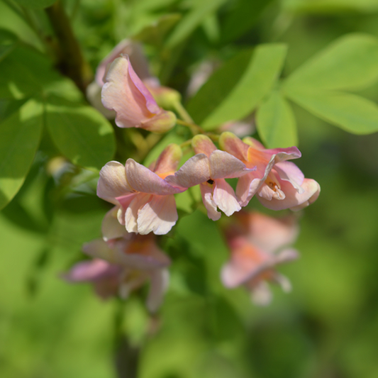 Laburnocytisus Adamii - Adam's Laburnum Tree