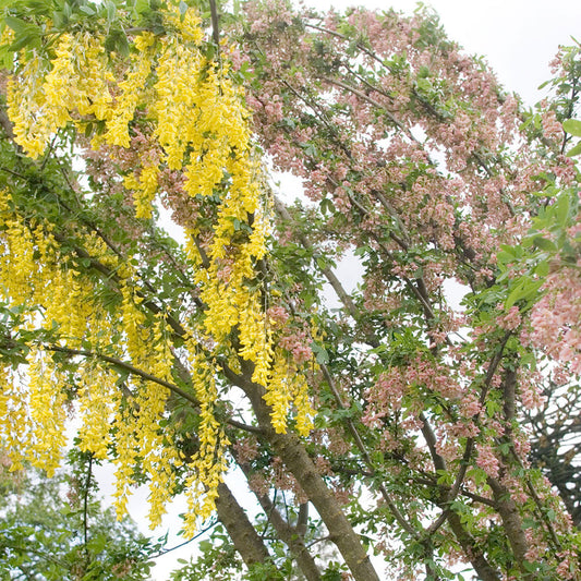 Laburnocytisus Adamii - Adam's Laburnum Tree