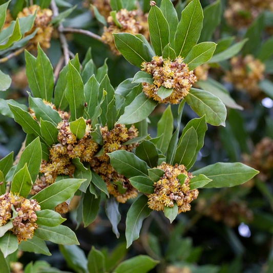 Laurus nobilis - Bay Laurel