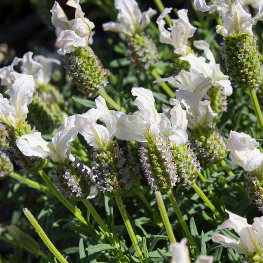Lavandula Alba - Lavender