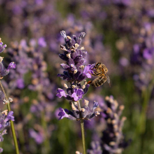 Lavandula Hidcote - Lavender