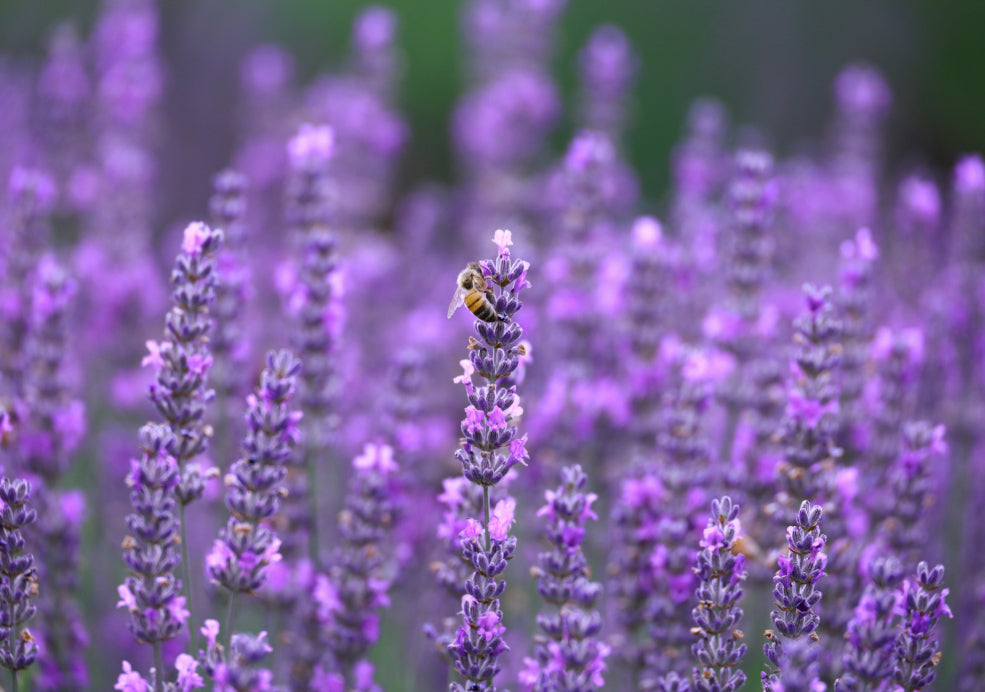 A Friend to Pollinators and Full of Uses.
