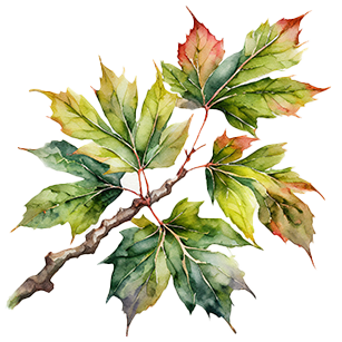 Acer Trees