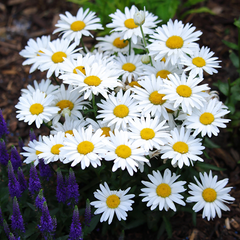 Leucanthemum x superbum 'Snow Lady'