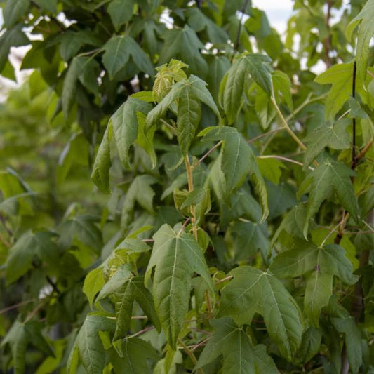 Liquidambar Golden Sun - Sweetgum Tree