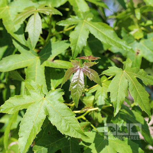 Liquidambar Palo Alto - Sweetgum Tree