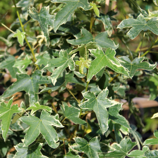 Liquidambar Silver King - Sweet Gum Tree