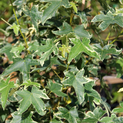 Liquidambar Silver King - Sweet Gum Tree